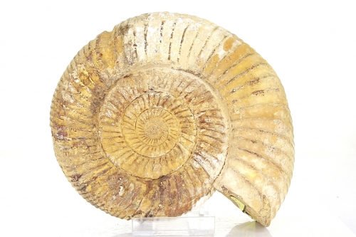 Ammonit Perisphinctes, A-Qualität, ca. 13,5 cm, Madagaskar