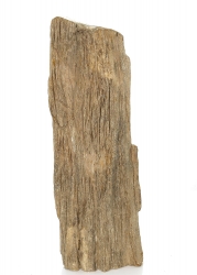 Versteinertes Holz, ca. 2,6 Kg, Vorderseite poliert