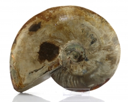 Ammonit poliert, ca. 1375 g schwer und ca 19 x 15 x 5 cm großes Einzelstück