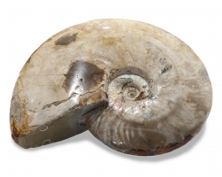 Ammonit poliert, ca. 1375 g schwer und ca 19 x 15 x 5 cm großes Einzelstück