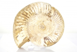 Ammonit Perisphinctes, A-Qualität, ca. 13,5 cm, Madagaskar