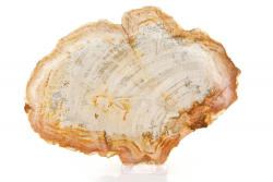 Versteinertes Holz, Baumscheibe, Servierplatte, Untersetzer, ca. 0,8 Kg, ca. 21 x 15 x 1,6 cm