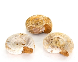 Ammonit Perisphinctes ca. 5 bis 5,5 cm