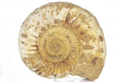 Ammonit Perisphinctes, A-Qualität, ca. 3,6 Kg, Madagaskar