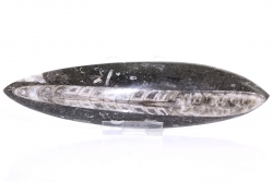 Orthoceras, Kopffüsser, Fossil ca. 18,5 cm