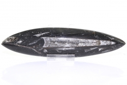Orthoceras, Kopffüsser, Fossil ca. 19,5 cm