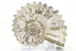 Ammoniten Douvilleiceras, ca. 7 cm