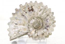 Ammoniten Douvilleiceras, ca. 7 cm