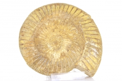 Ammonit Perisphinctes, A-Qualität, ca. 11,5 cm, Madagaskar