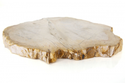Versteinertes Holz, Baumscheibe, Servierplatte, Untersetzer, ca. 822 g