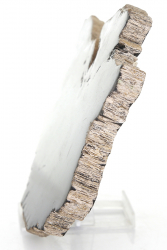 Versteinertes Holz, Baumscheibe, Servierplatte, Untersetzer, ca. 586 g