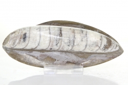 Orthoceras, Kopffüsser, Fossil ca. 13,5 cm